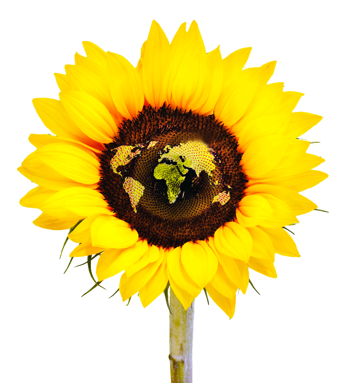 sunflower-world2